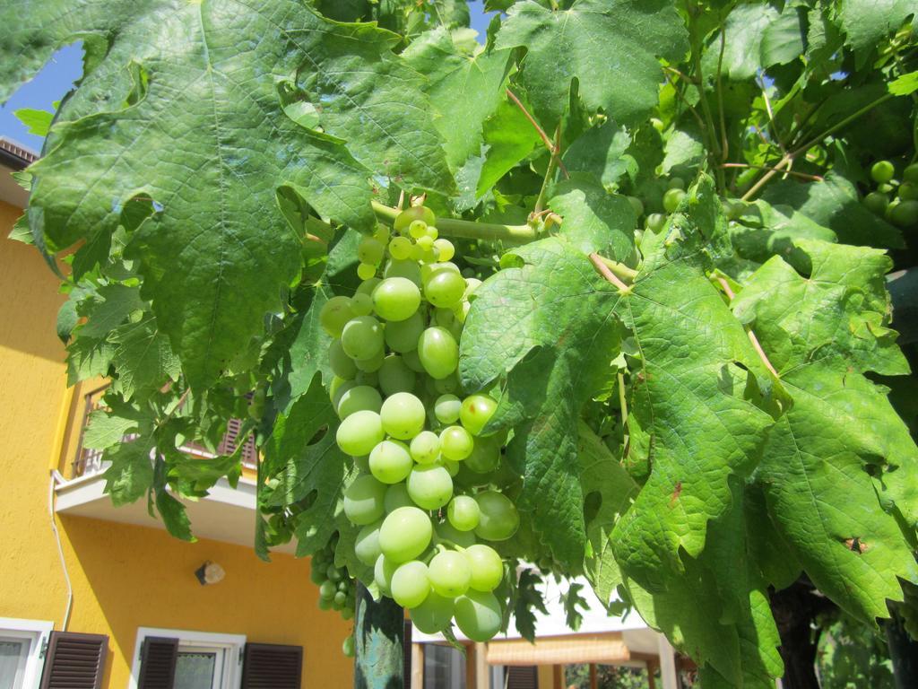 Agriturismo La Carlina Βίλα Magliano in Toscana Εξωτερικό φωτογραφία