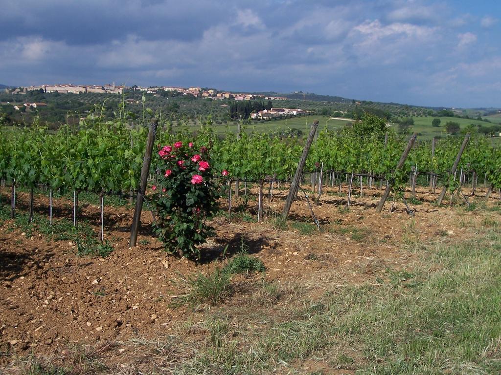 Agriturismo La Carlina Βίλα Magliano in Toscana Εξωτερικό φωτογραφία